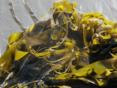 Bull Kelp