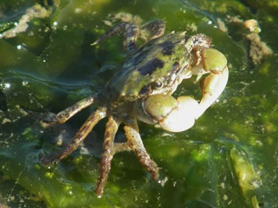 Purple Shore Crab