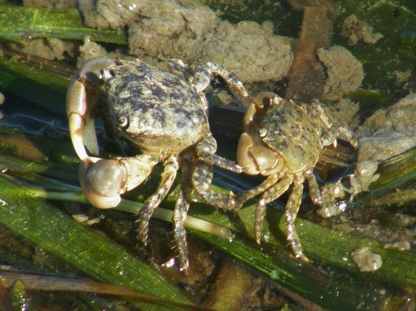 Purple Shore Crab