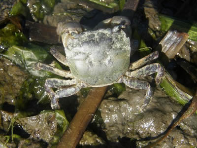 Purple Shore Crab