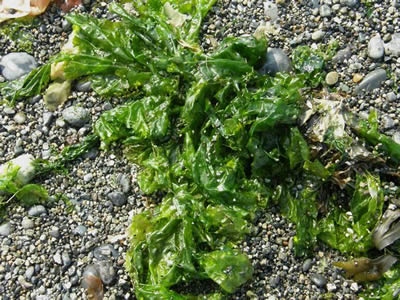 Sea Lettuce