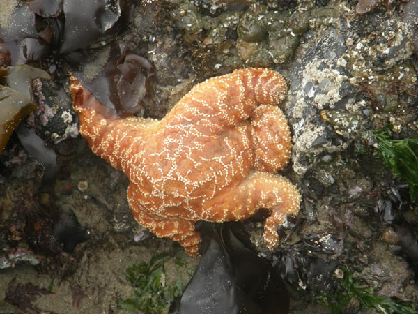 Ochre Sea Star