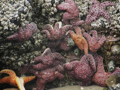 Ochre Sea Stars