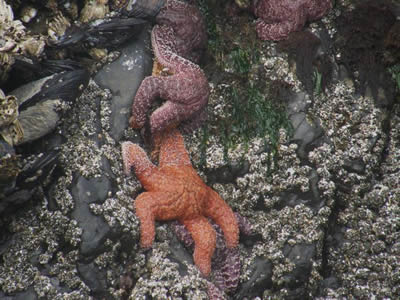 Ochre Sea Stars