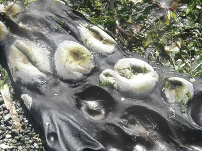 Kelp Encrusting Bryozoans, Membranipora membranacea