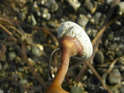 Three-ribbed Kelp attached to a small pebble