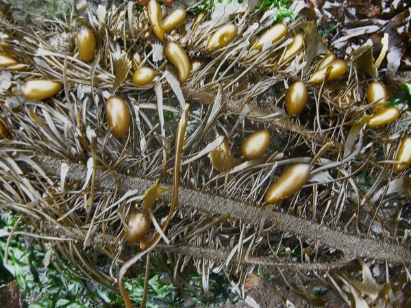 Feather Boa Kelp, Egregia menziesii