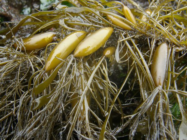 Feather Boa Kelp, Egregia menziesii