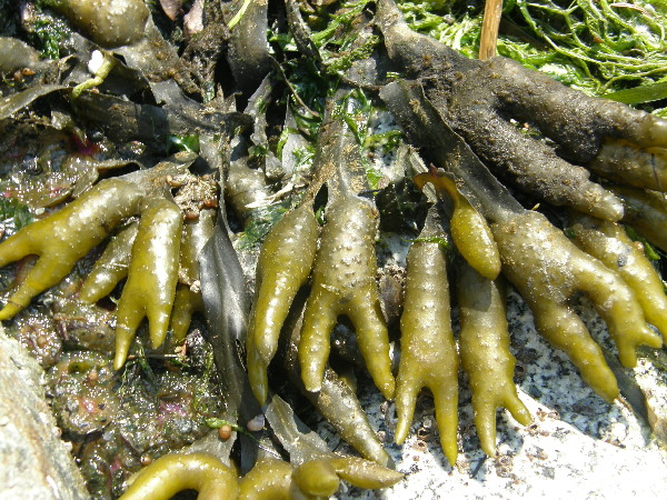 Bladderwrack, Fucus gardneri