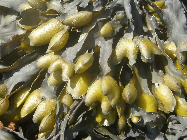 Spiral Wrack, Fucus spiralis