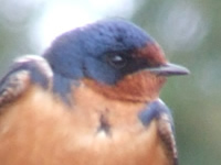 Barn Swallow