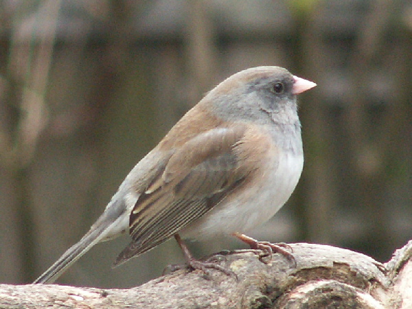 Dark-eyed Junco, Junco hyemalis