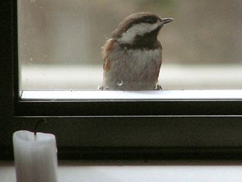 The Chickadee