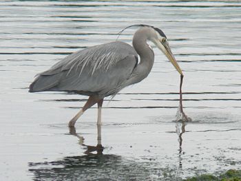 The Heron 