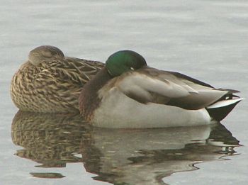 The Mallards 