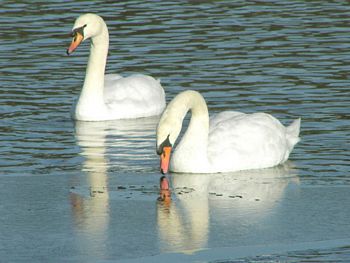 The Two Swans 