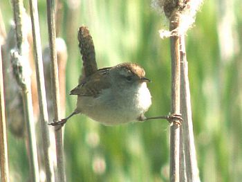 The Wren 