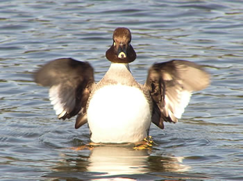 The Duck