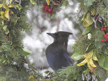 The Steller's Jay