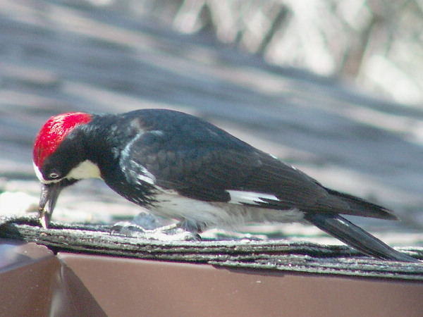 The Acorn Woodpecker 