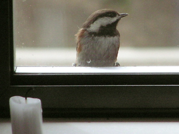 The Chickadee 