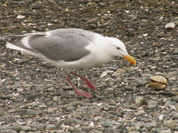 The Seagull