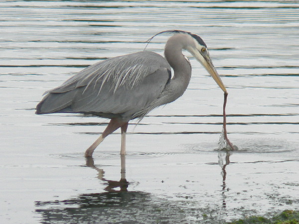 The Heron