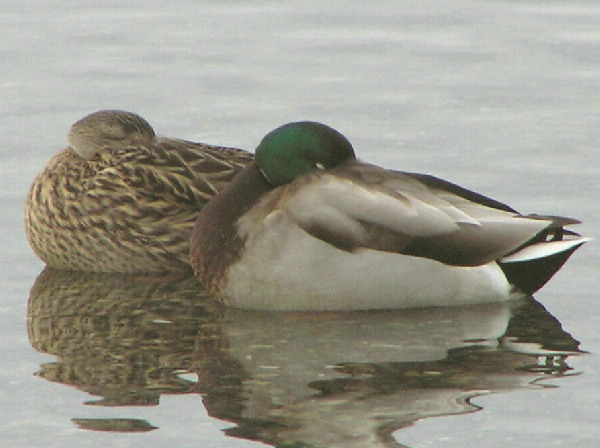 The Mallards