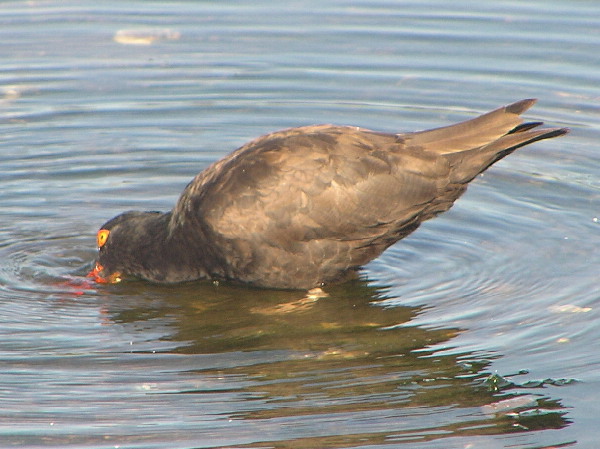 The Oystercatcher