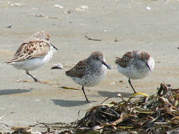 The Plovers