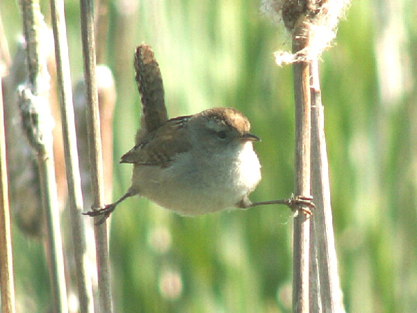 The Wren