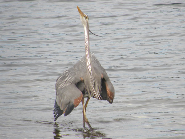 The Great Blue Heron