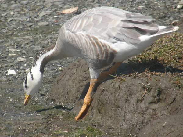 The Bar-headed Goose