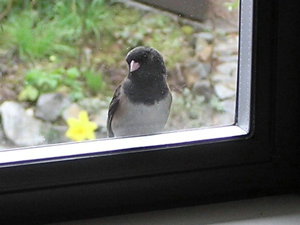 The Junco