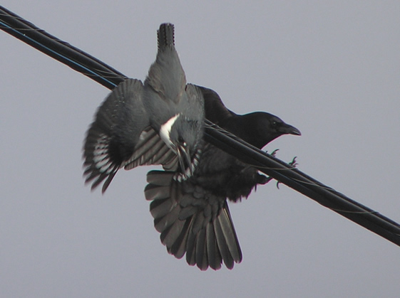 The Kingfisher and the Crow 