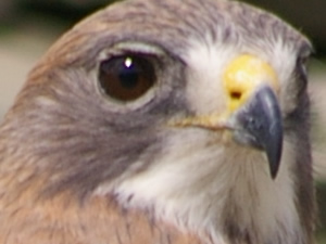 Swainson's Hawk 