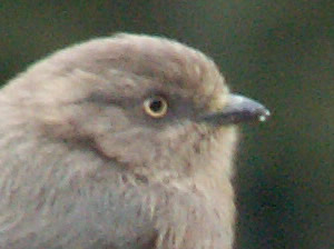 Bushtit