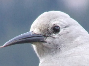 Clark's Nutcracker