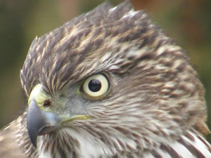 Cooper's Hawk