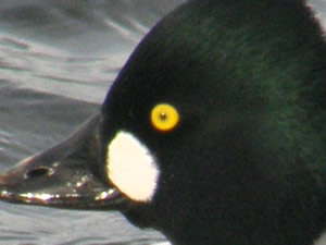 Common Goldeneye