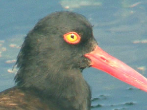 Oystercatcher