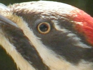 Pileated Woodpecker