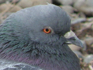 Rock Dove