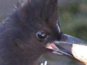 Steller's Jay