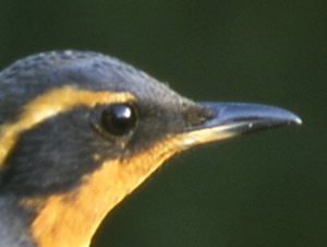 Varied Thrush 