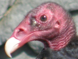 Turkey Vulture