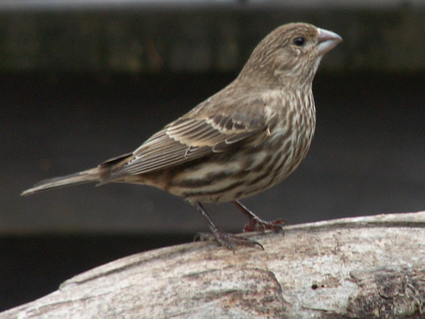 Female House Finch