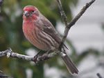 The Colours of the House Finch