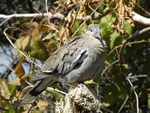 White-winged Dove