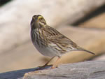 Savannah Sparrow